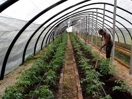 Fotos: Rodolfo Blanco Cué/ACN Finca camagüeyana se inserta en circuito agroecológico