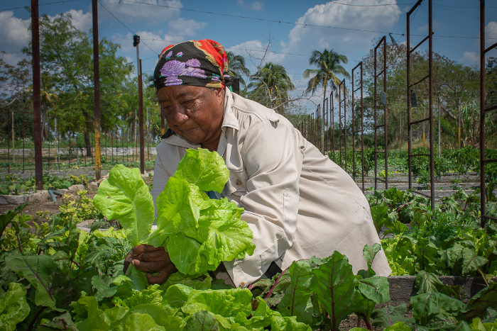 Agro-ecologic practices distinguish organic plantation in Céspedes