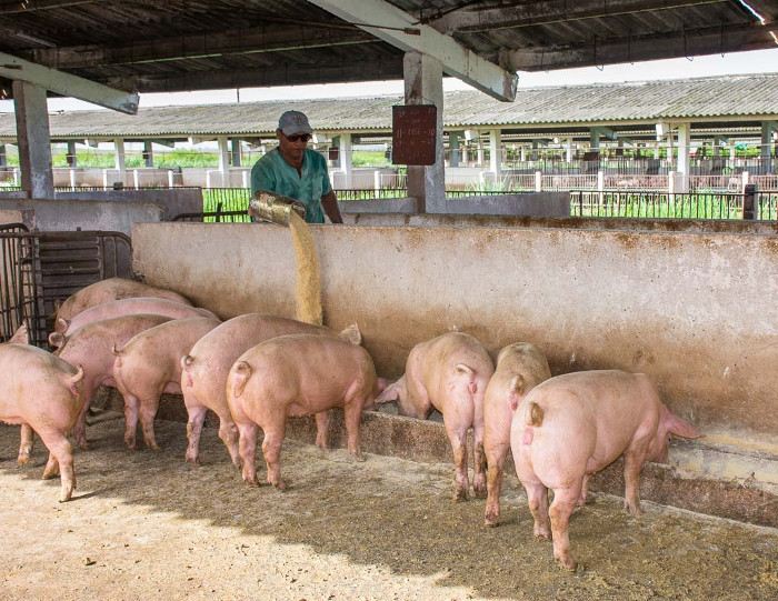 Foto: Leandro Pérez Pérez/Adelante/Archivo Porcicultores camagüeyanos buscan alternativas alimentarias