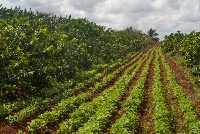 Foto: Leandro Pérez Pérez/Adelante Sierra de Cubitas prioriza la producción de alimentos