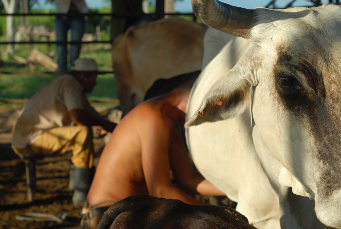 Lideran cooperativas camagüeyanas producción de leche en Cuba 