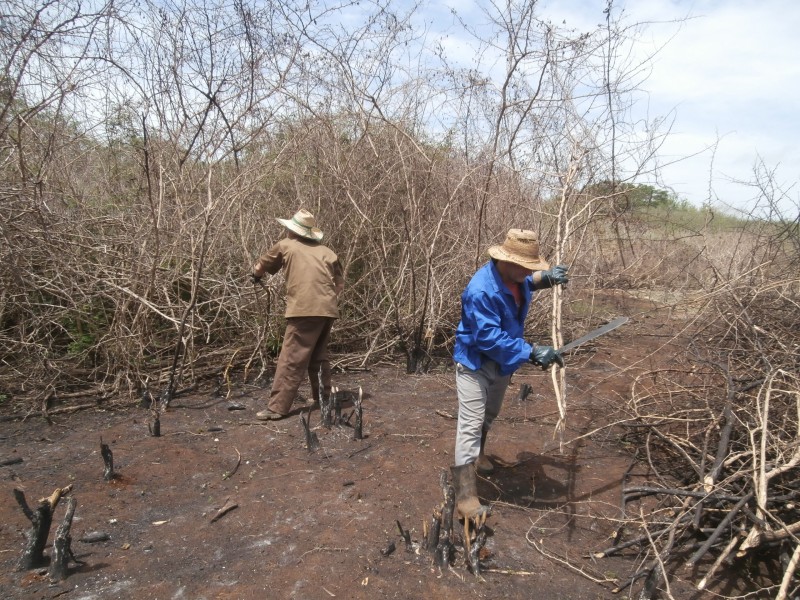 Fotos: Del Autor Santa Cruz del Sur: Batalla contra el marabú
