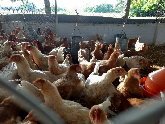 Foto: Tomada de unne.edu.ar Acciones para aumentar la producción de carne de pollo