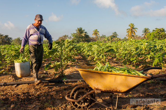 Photo: Leandro Pérez Pérez / Adelante Camagüey agroforestry entity contributes to environmental work