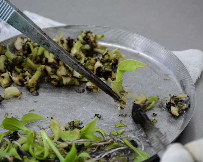 Foto: Leandro Pérez Pérez/Adelante Garatizan calidad de las semillas en Camagüey