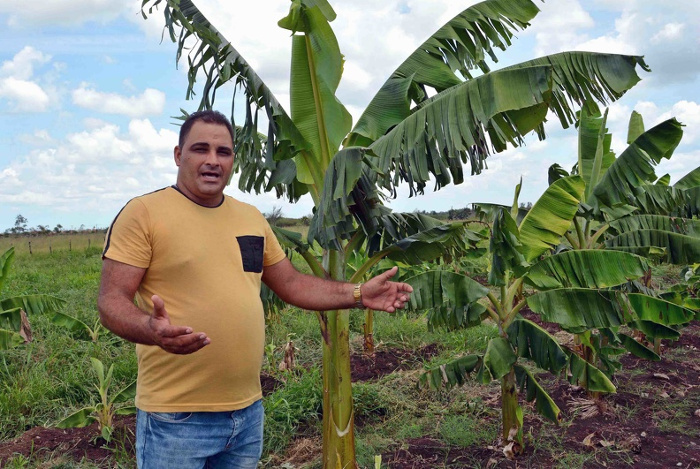 La siembra de diferentes cultivos como el plátano, yuca y el maíz posibilitará garantizar la alimentación de su masa porcina, asegura el joven porcicultor camagüeyano Reibel Viera Pérez. Fotos: Rodolfo Blanco Cué/ACN Diversificarnos para asegurar producción de carne porcina