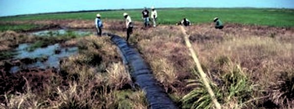 Validan en Cuba mangueras flexibles para riego en cultivo arrocero