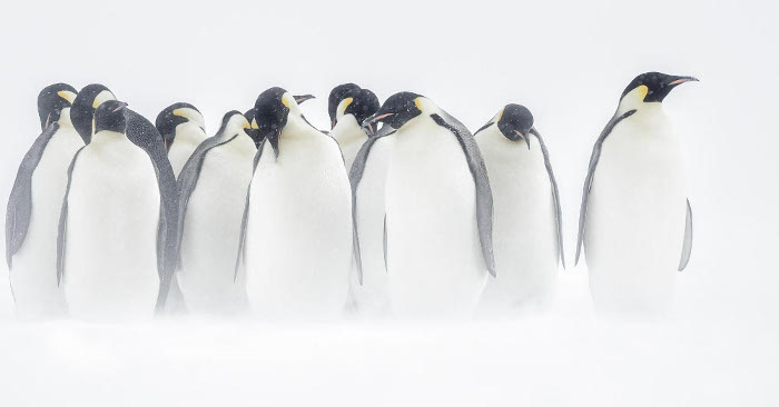 Emperor Penguins. Joshua Holko