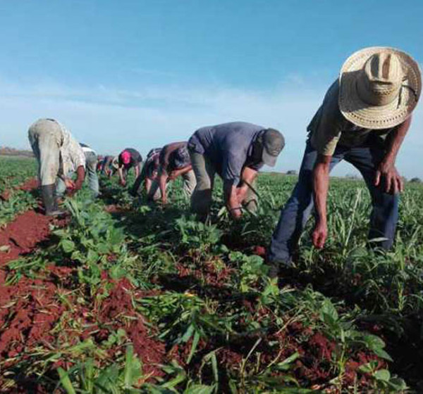 Los valores productivos obtenidos solo durante la campaña de frío representan aproximadamente el 60 % del volumen de las cosechas en un año. En el municipio de Guáimaro los agricultores laboran por alcanzar esa cifra. Fotos: Tomadas de radioguaimaro.icrt.cu Alternativas en campaña de frío: ¿llegaron para quedarse?