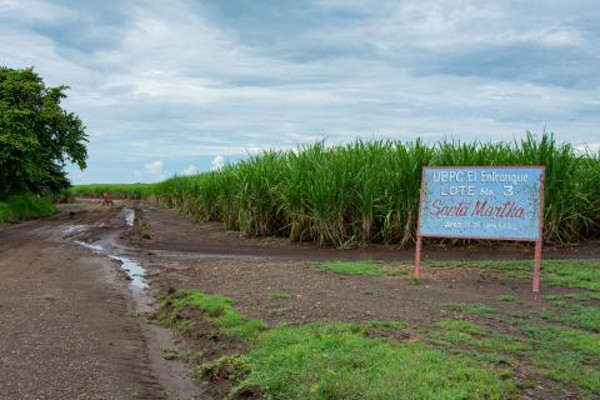 Unidades como El Entronque, en el municipio de Sibanicú, mostrarán sus éxitos en la diversificación, sin mermar en la producción cañera. Foto: Leandro Pérez Pérez/Adelante Cosecheros cañeros de Cuba en Camagüey