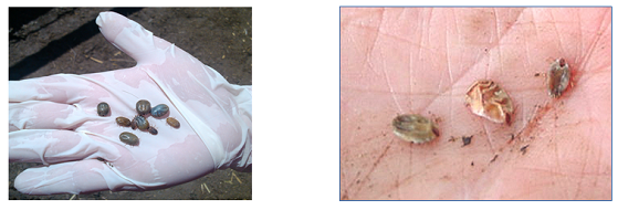 Ticks before and after Gavac®