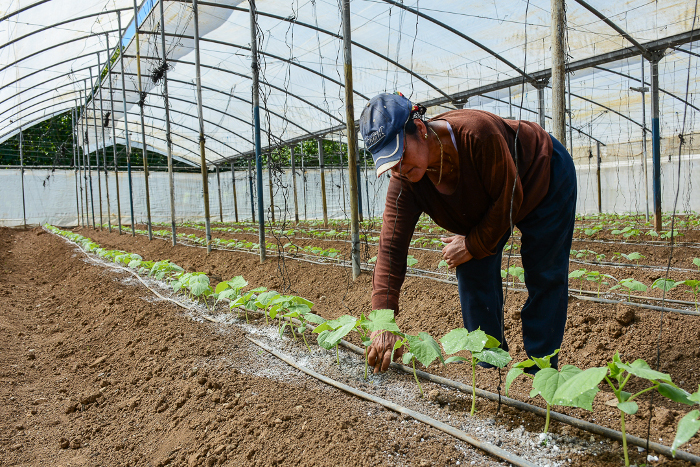 En la categoría de Iniciados serán premiados Yoleidy González y Eliosmar Collazo, productores de la finca El Alacrán, de la CCS Camilo Cienfuegos, de Camagüey. Foto: Leandro Pérez Pérez / Adelante Productores de la finca El Alacrán destacados en Manejo Sostenible de Tierras