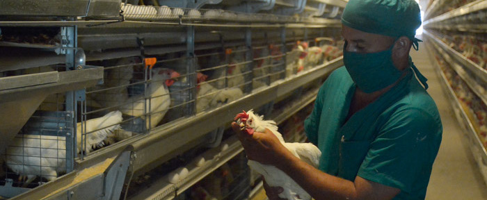 Alta productividad en granja avícola automatizada camagüeyana