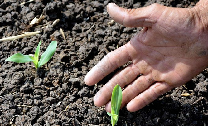 Convoca la FAO a concurso de agroecología 