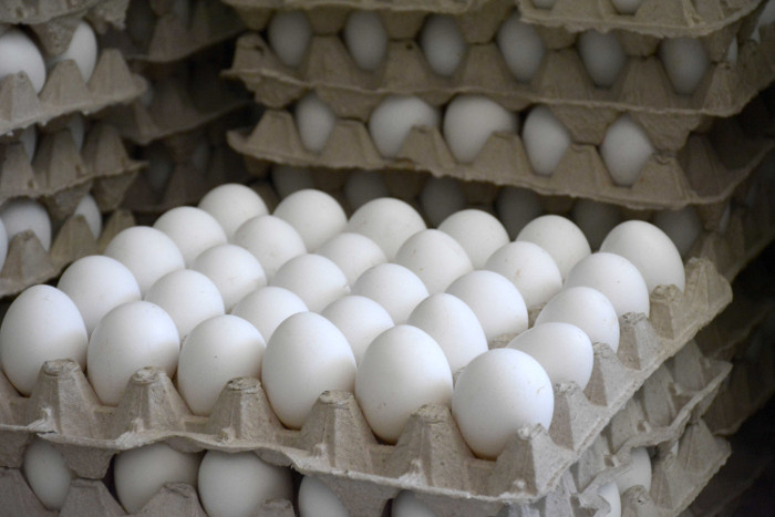 Foto: Alejandro Rodríguez Leiva/ Adelante/ Archivo Incrementa Camagüey su producción de huevos