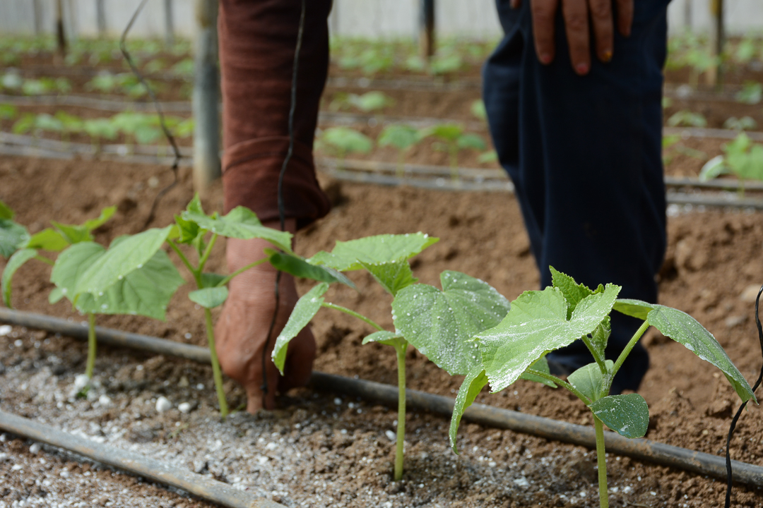 Foto: Leandro Pérez Pérez/Adelante