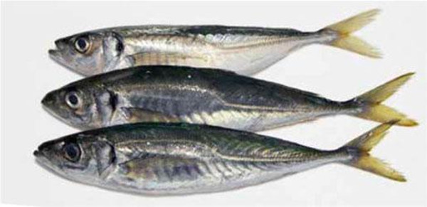 Foto: Tomada de acn.cu Rebajan precio del jurel entero congelado