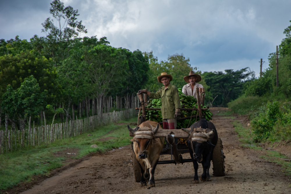 Foto: Leandro Pérez Pérez/Adelante Atajos de la agricultura ante estrecheces energéticas