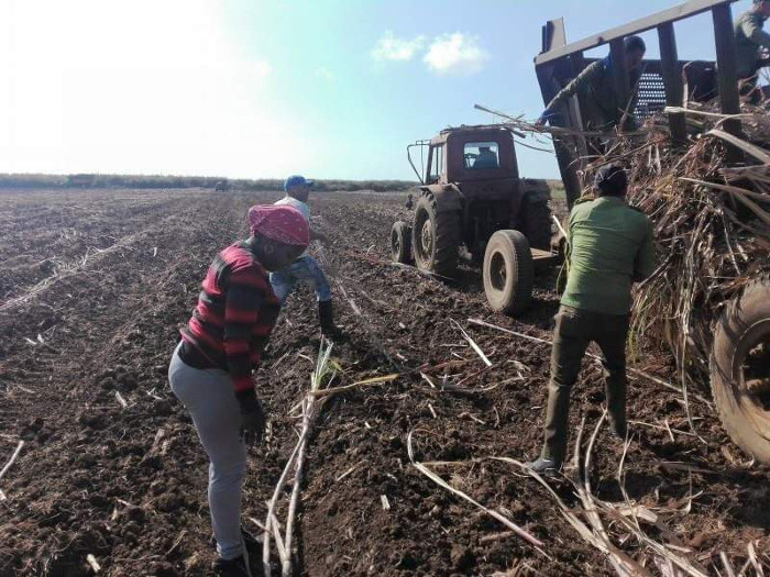 Foto: Tomada de radiosantacruz.icrt.cu Cooperativa de Santa Cruz del Sur se recupera y promete más caña