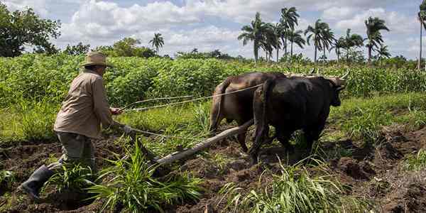 Foto: Tomada de  radiocamaguey.wordpress.com Siembra de frío: ni una hectárea menos