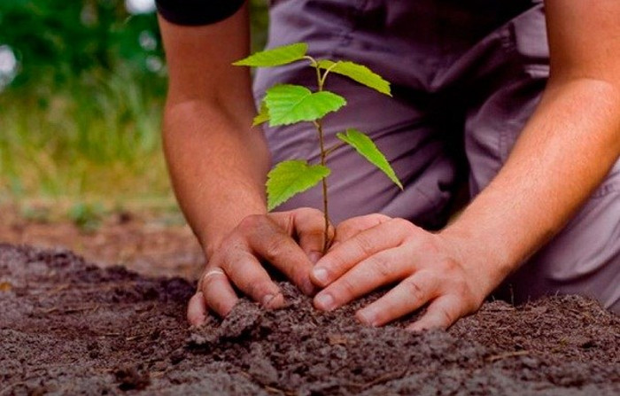 Esta realidad contrasta con lo que viene sucediendo en buena parte del mundo, donde los bosques son destruidos por la tala indiscriminada y los estragos de los grandes incendios, como los de la Amazonía. Foto: Tomada de radiovertientes.wordpress.com Mayor superficie de bosques en Cuba