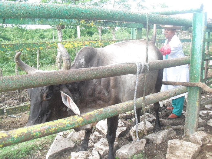 Campesinos camagüeyanos tienen el reto de incrementar inseminación artificial