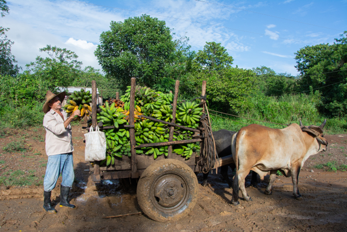 En “El Entronque” no se pierde ninguna cosecha. Los residuos aumentan la crianza de cerdos, aves y ovino-caprinos. Fotos: Leandro Pérez Pérez/Adelante “Entronque” de la economía comunitaria