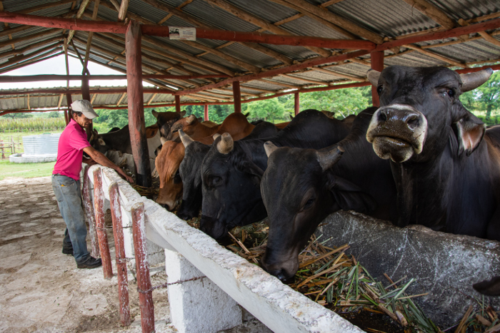 La ceba de toros con plantas proteicas y derivados de la caña, son resultados palpables en la producción de carne y leche.