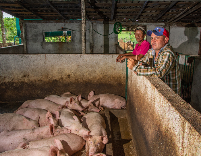 Alexei muestra la pulcritud del desarrollo porcino con alimento agrícola, en sustitución del pienso industrial.