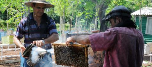 Importante aporte de Camagüey a la exportación de miel de abeja