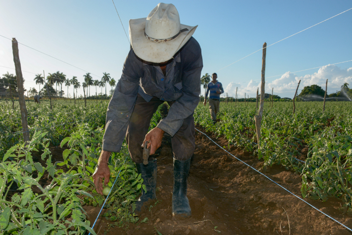 Foto: Archivo Agricultura camagüeyana con barrilla alta ante la COVID-19