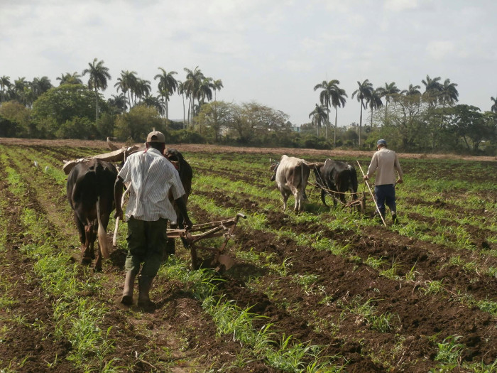 El uso de los bueyes, una de las variantes empleadas en el acondicionamiento de las tierras. Fotos: Eric Pacheco Fandiño / Radio Cadena Agramonte Minas revitaliza su Sebastopol
