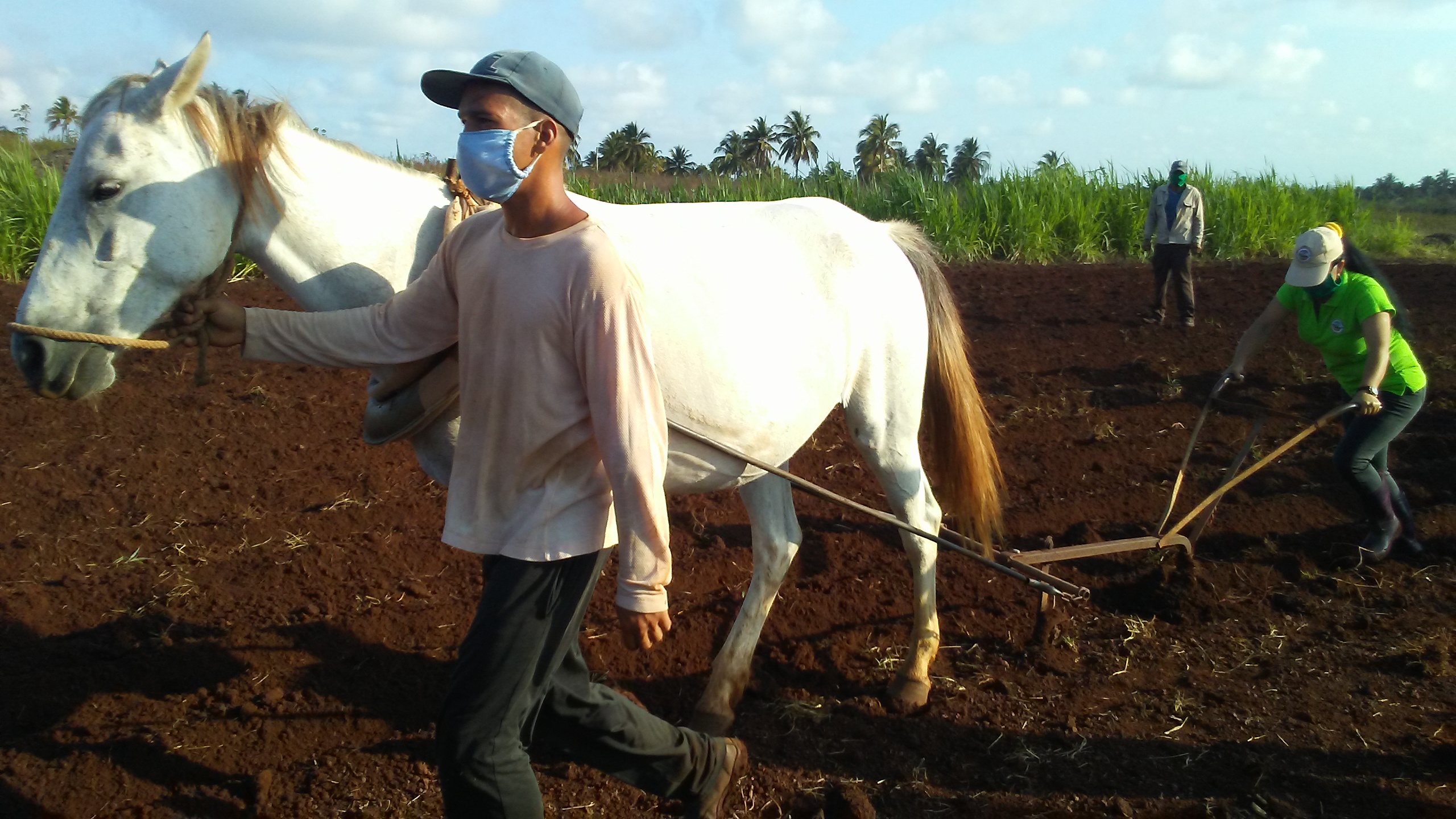 En la finca El Alacrán también se emplean alternativas ecológicas para la preparación de las tierras.