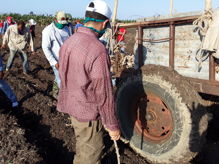 Fotos: Del autor Como en Girón, pero desde el surco