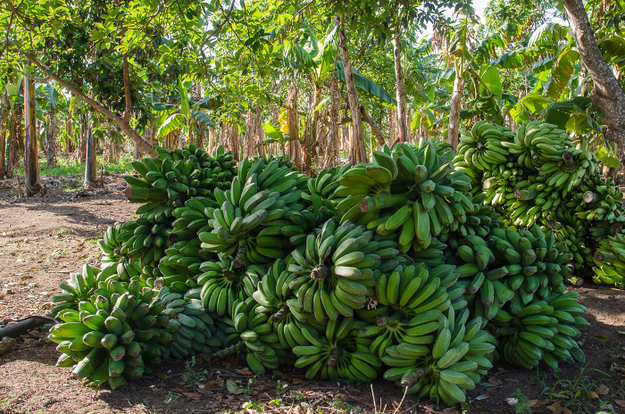 Fotos: Leandro Pérez Pérez/Adelante Campesinos camagüeyanos donan alimentos a hospitales que enfrentan la COVID-19