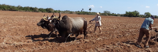 Antes, durante y después de la COVID-19 producción local de alimentos