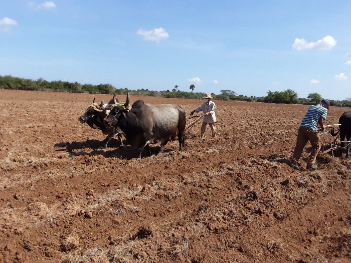 Fotos: Del autor Antes, durante y después de la COVID-19 producción local de alimentos
