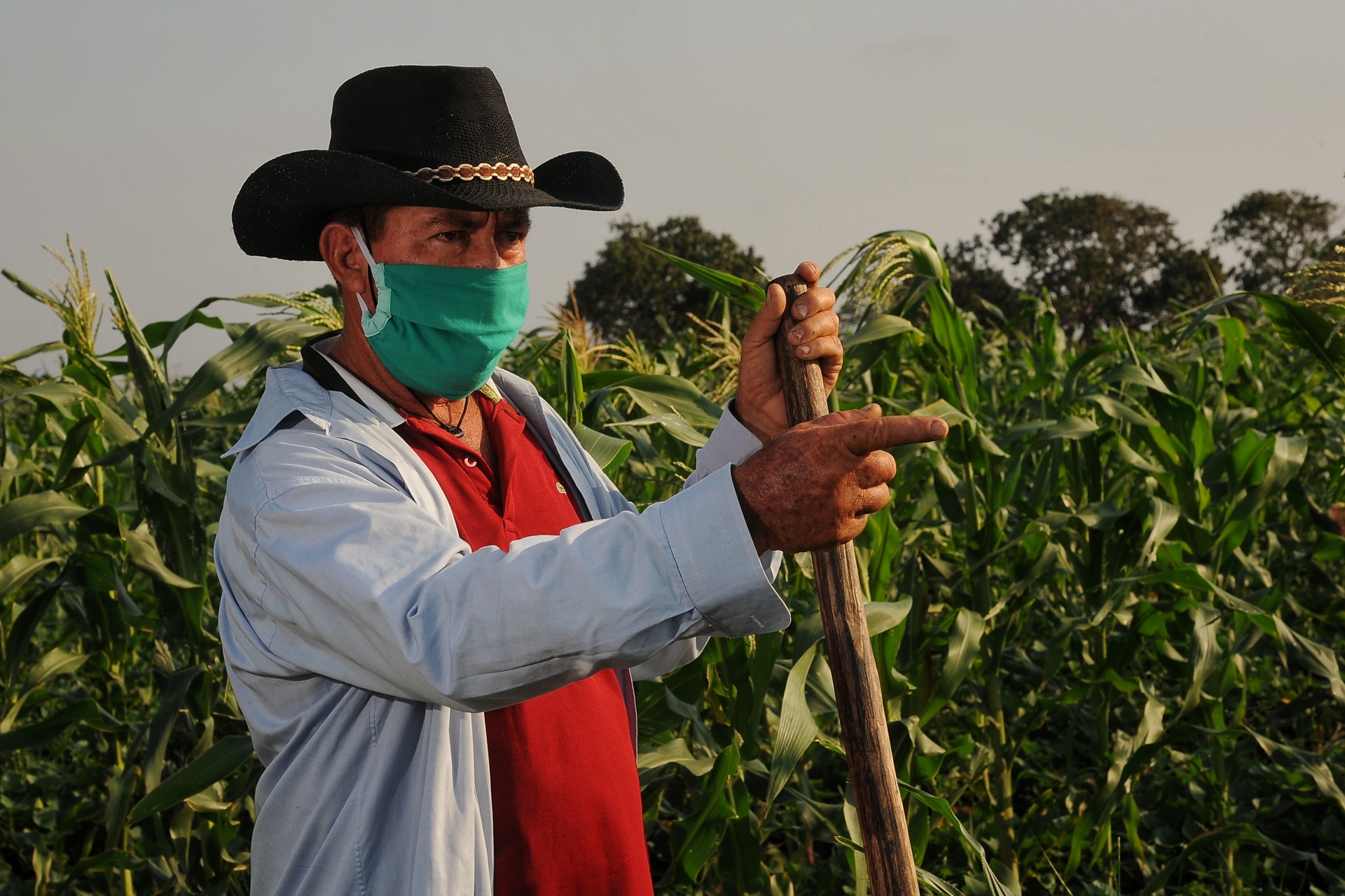 José Barata Cardoso es uno de los mejores productores de cultivos varios de la cooperativa Cándido González. Él asegura que para obtener resultados superiores, además de trabajo y esfuerzo hay que aplicar la ciencia.Fotos: Leandro Pérez Pérez /Adelante Ellos no pueden quedarse en casa