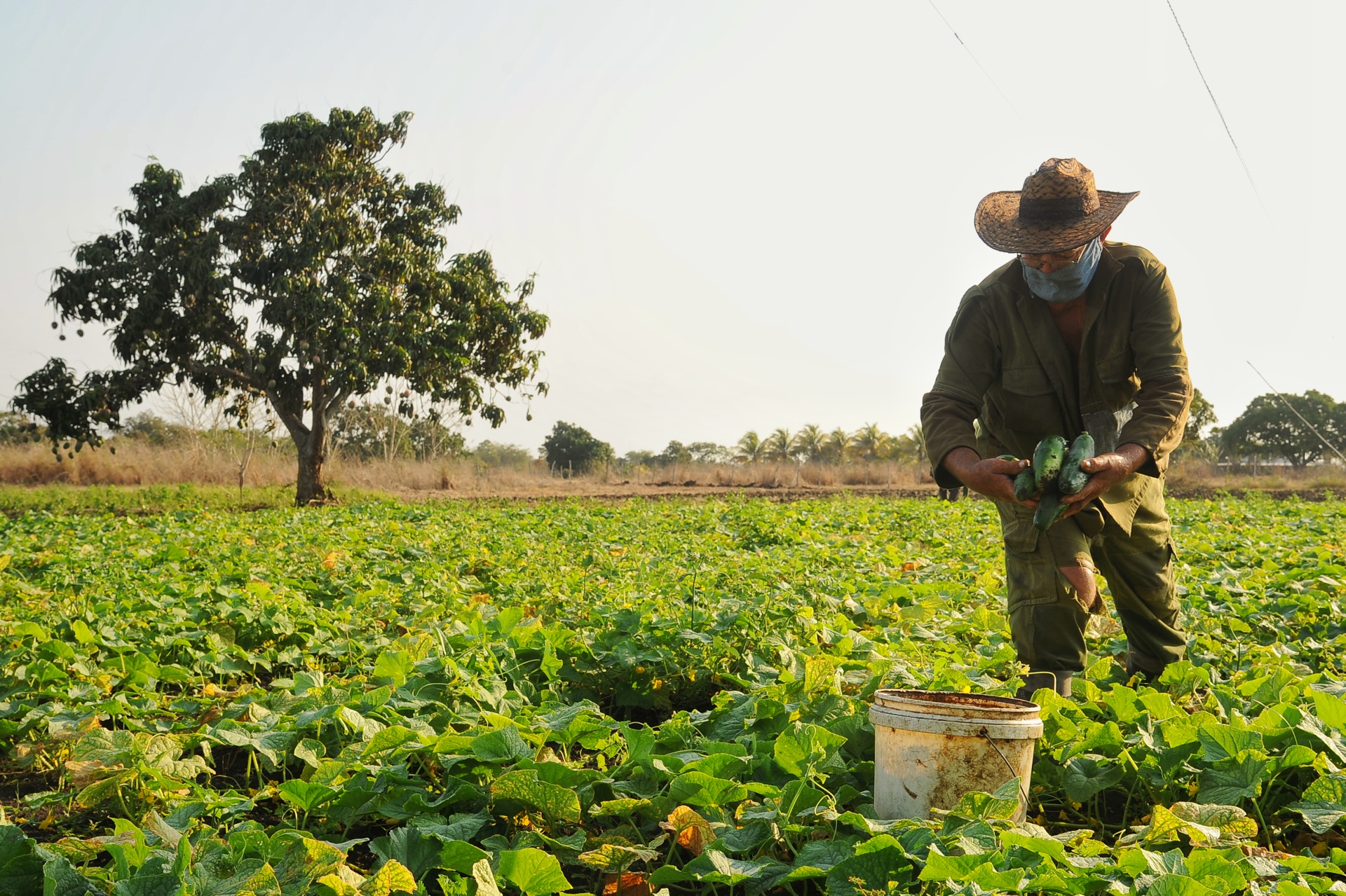  La efectividad de las prácticas agroecológicas se observan en la vitalidad del campo de pepino que ya está en cosecha.