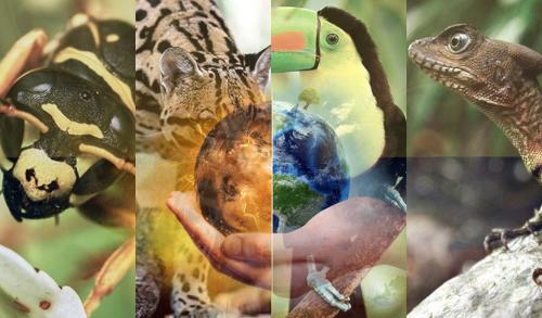 Anuncian Cumbre de ONU sobre Biodiversidad