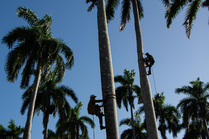 Fotos: Leandro Pérez Pérez/ Adelante Se juegan la vida pero bajan el palmiche