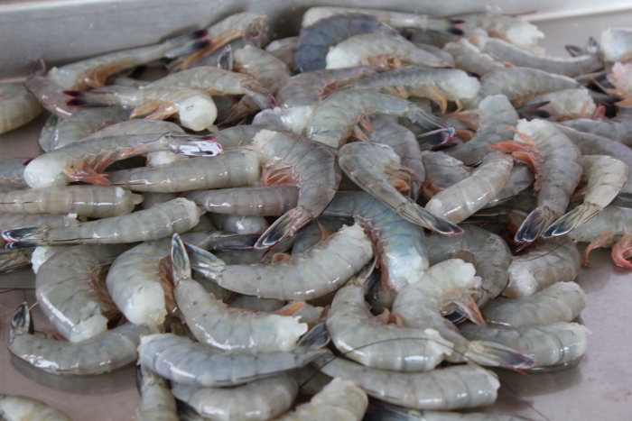 Camaroneros camagüeyanos por superar índices productivos en 2020