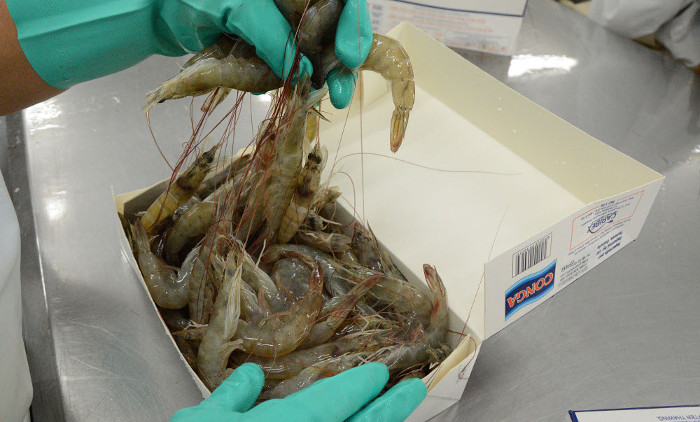 Por mayores resultados en el cultivo del camarón