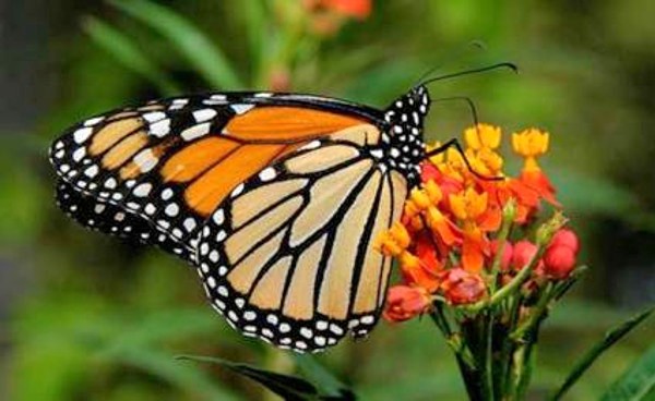 Foto: Tomada de juventudrebelde.cu Para que las mariposas no desaparezcan