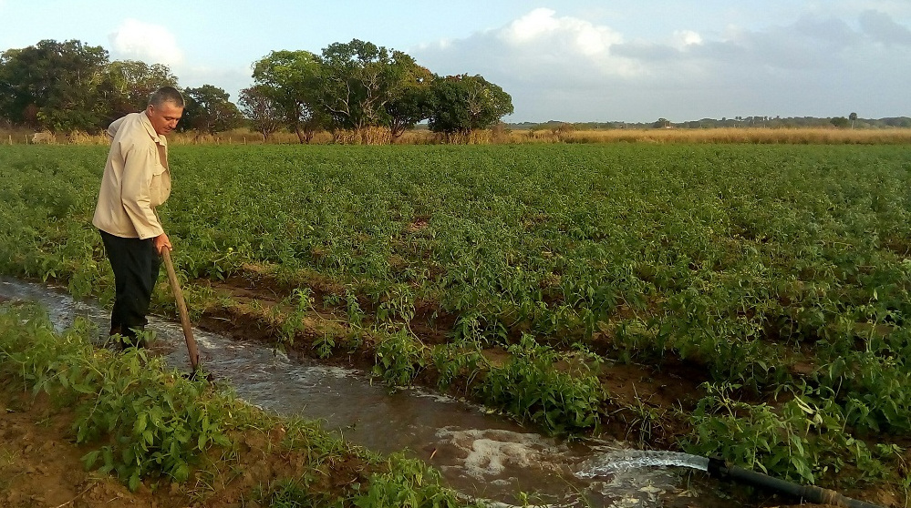  Apremia a la agricultura camagüeyana incrementar producciones