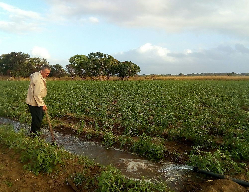 Foto: De la Autora  Apremia a la agricultura camagüeyana incrementar producciones