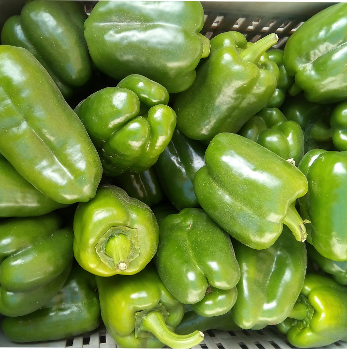 Fotos: De la autora Cooperativa agrícola camagüeyana establece comercio con Meliá Hoteles