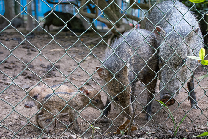 Dos pecarís de collar nacieron en el parque zoológico de Camagüey. Fotos: Alejandro Rodríguez Leiva/ Adelante Nacen dos pecarís de collar en zoo de Camagüey