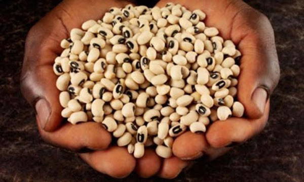 Se sembró un nivel considerable de frijol caupí o carita,(Vigna unguiculata), una legumbre netamente de primavera y por tanto mucho más resistente a los trips, insectos que transmiten virus y enfermedades fúngicas. Foto: Archivo Acciones para aumentar la presencia de frijol en los mercados cubanos