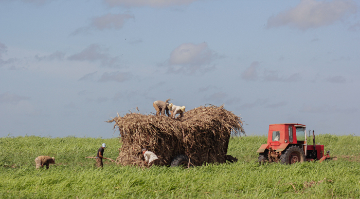 Fotos: Alejandro Rodríguez Leiva/ Adelante Jóvenes manos desenredan el “bejuco” de Las 500